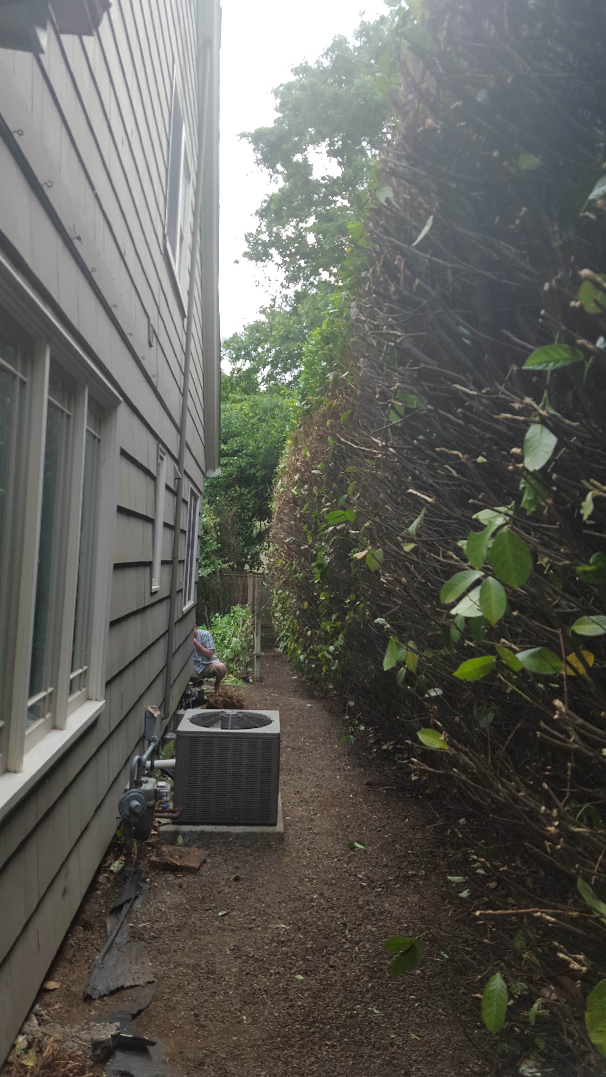 A trimmed hedge lining a narrow side yard path