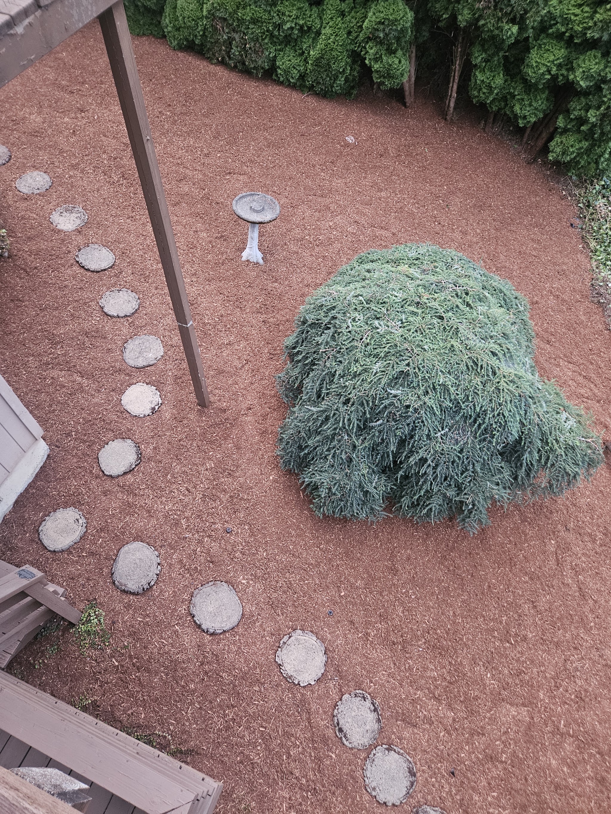 An aerial view of a mulched bed with a stepping stone path